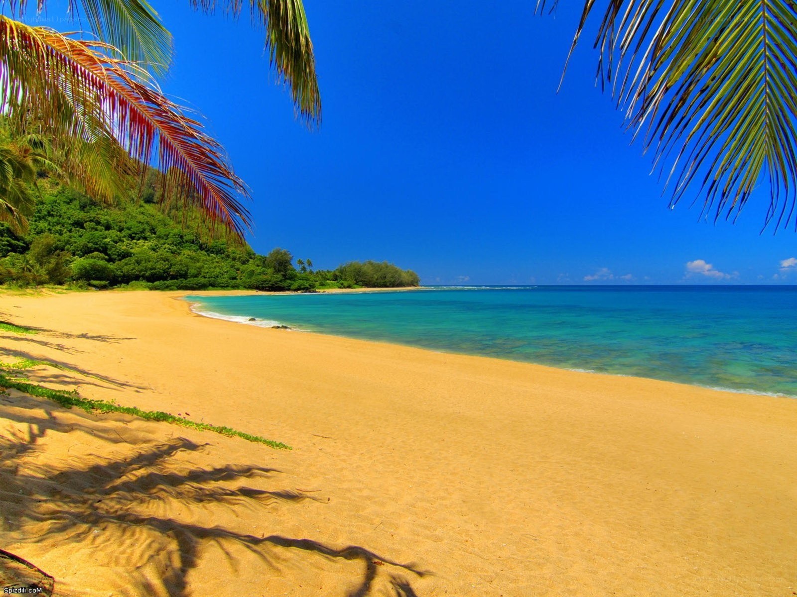 Tropical beach with palm trees