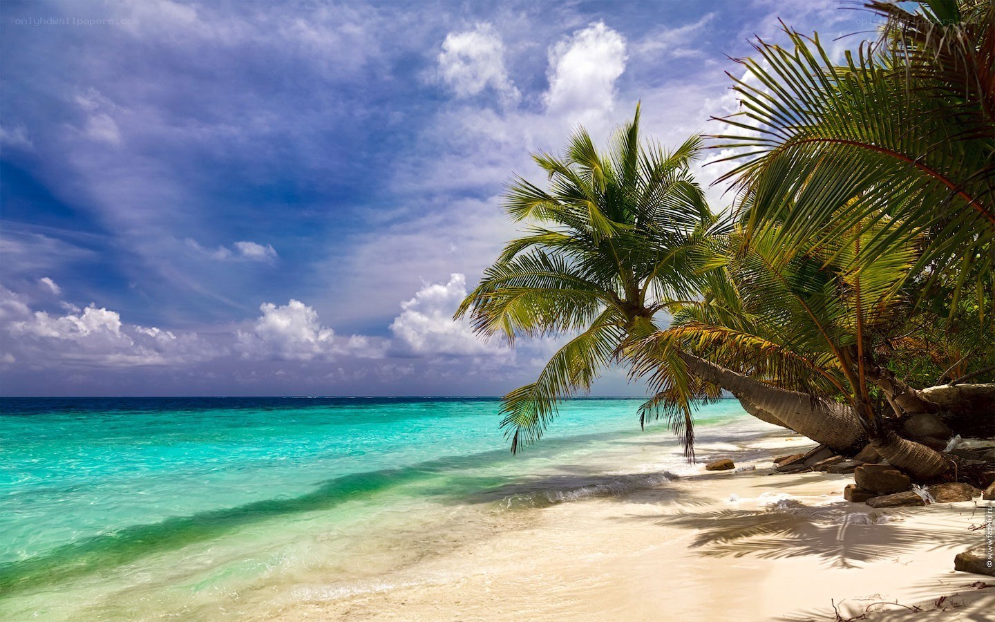 tropical beach with palm trees