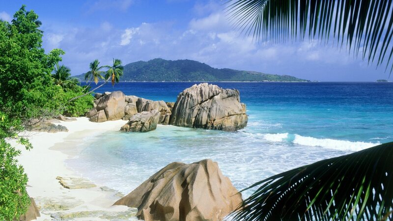 tropical beach with palm trees