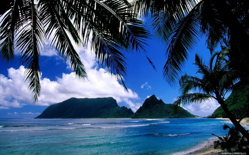 Tropical beach with palm trees