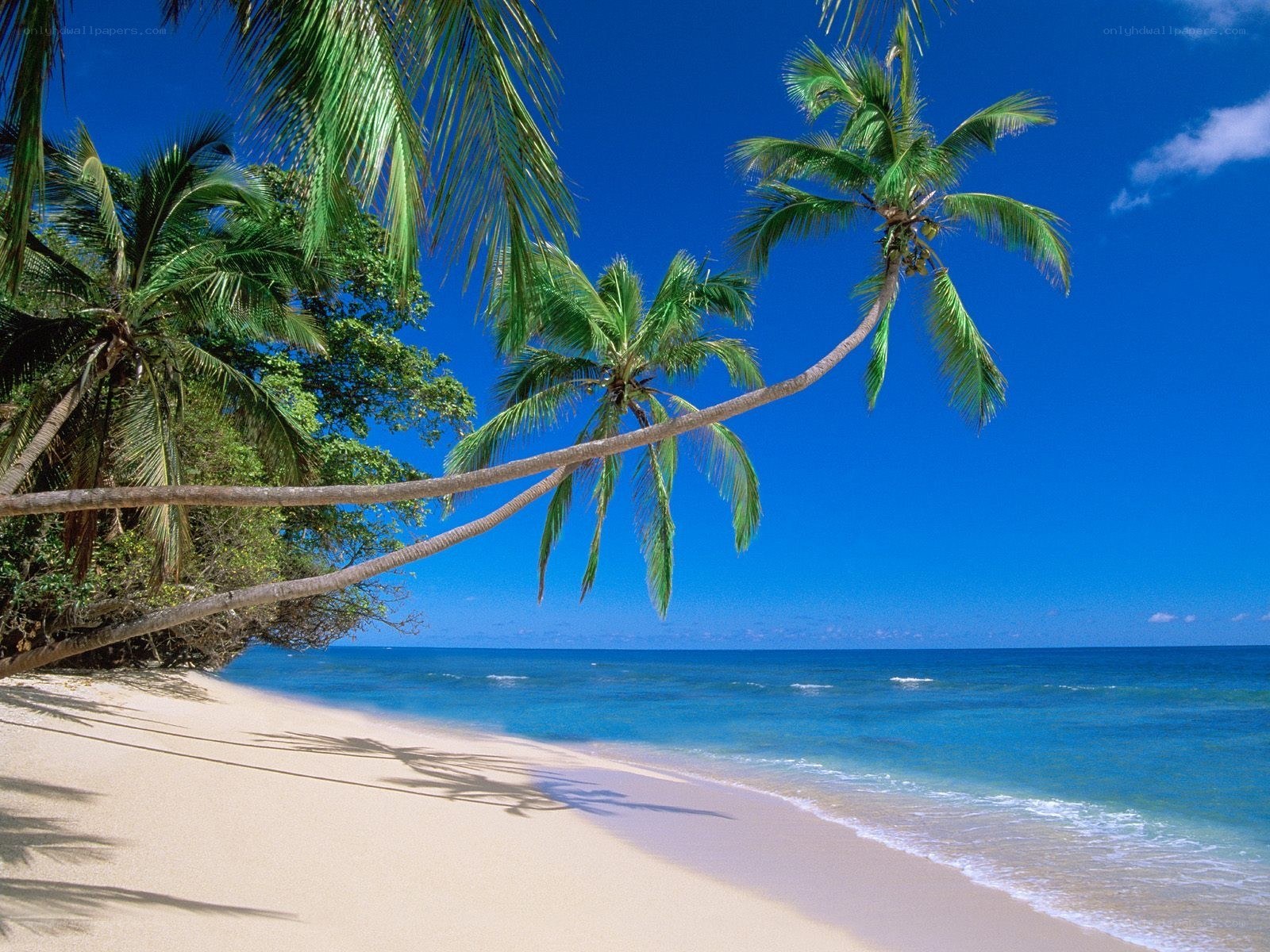 Tropical beach with palm trees