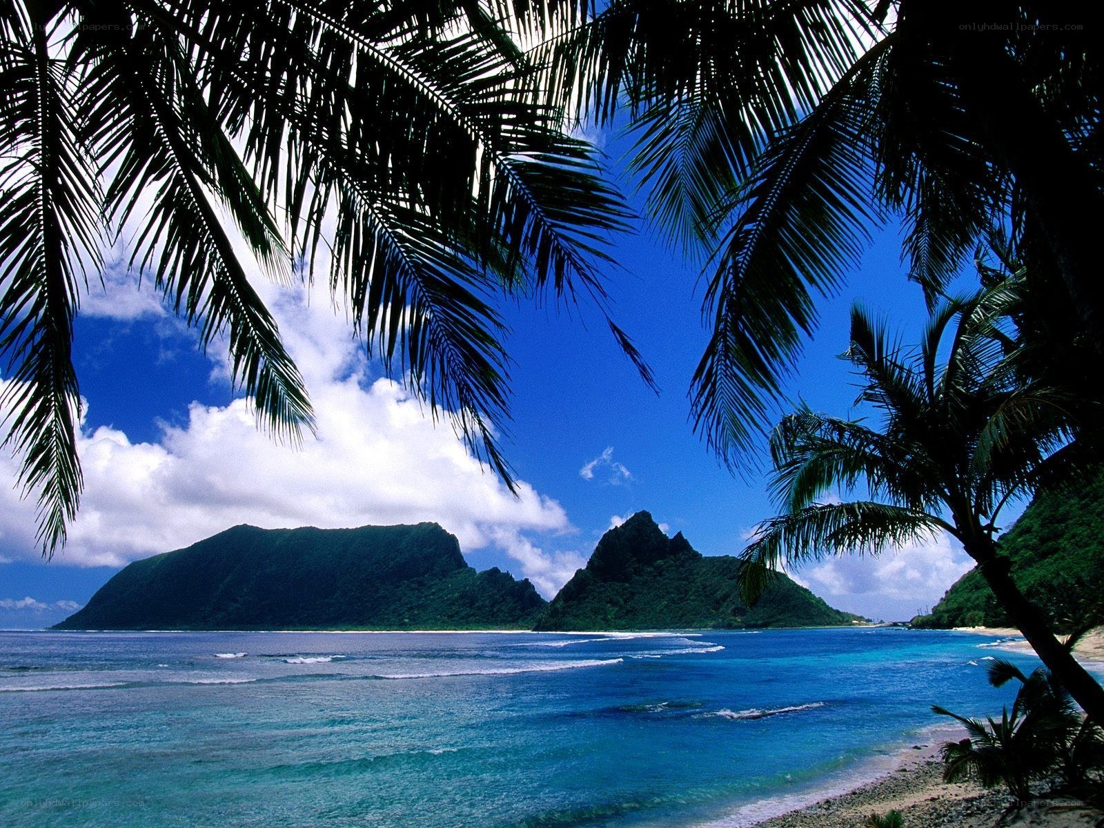 Tropical beach with palm trees