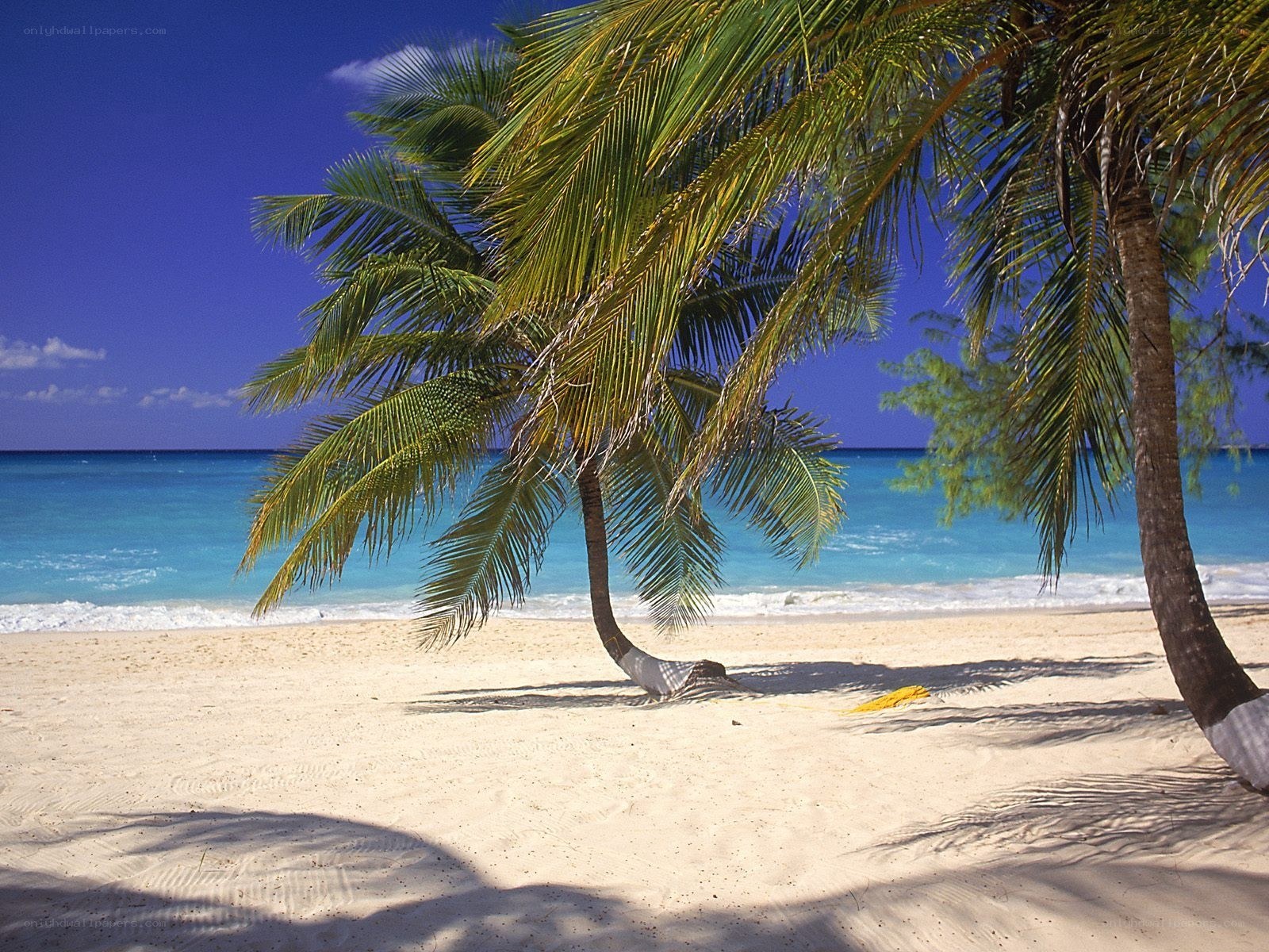 tropical beach with palm trees