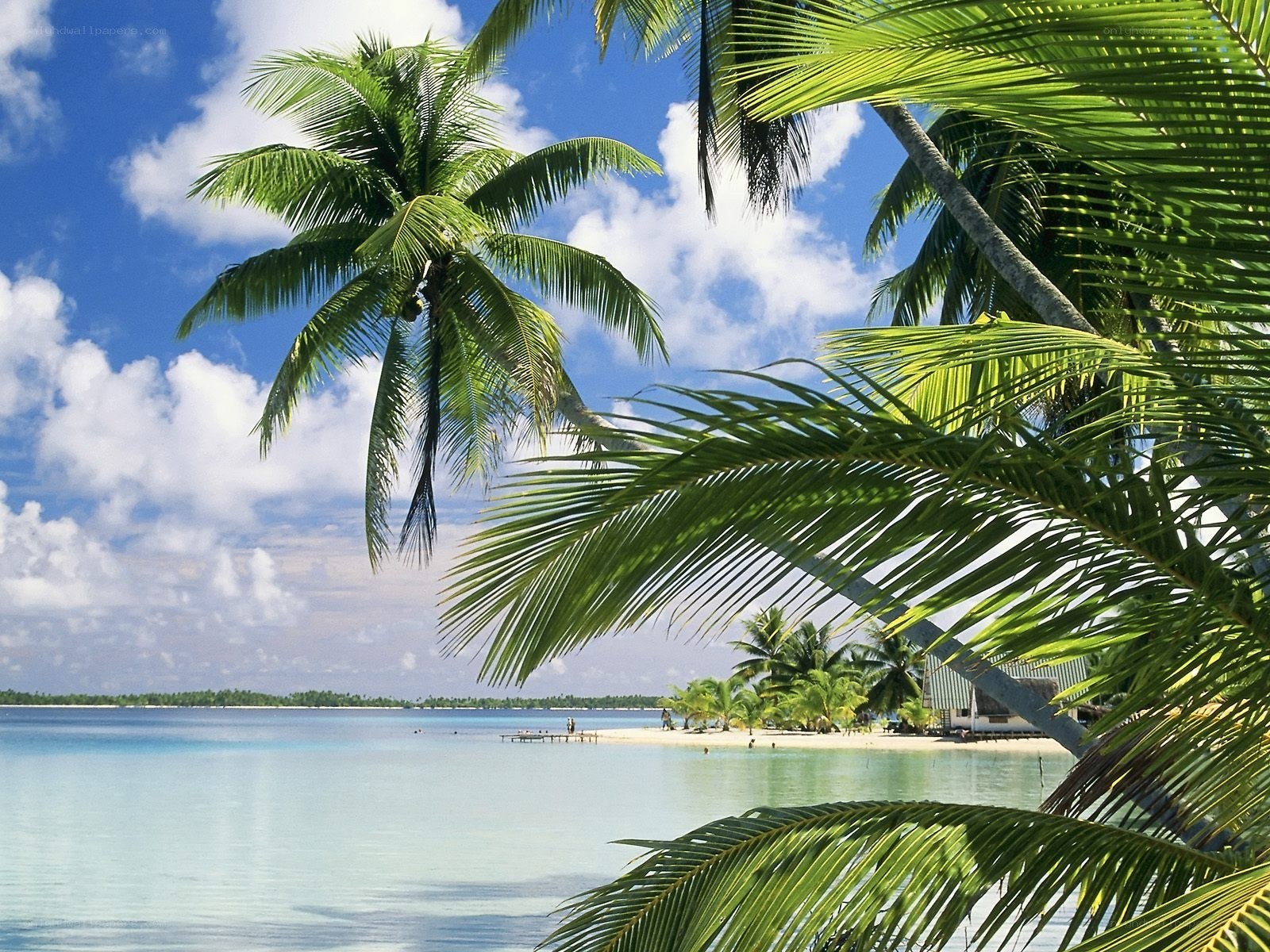 Tropical beach with palm trees