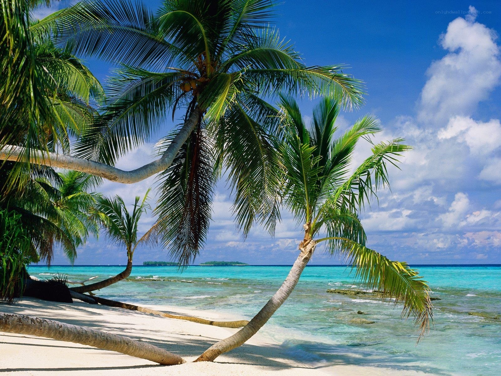 Tropical beach with palm trees
