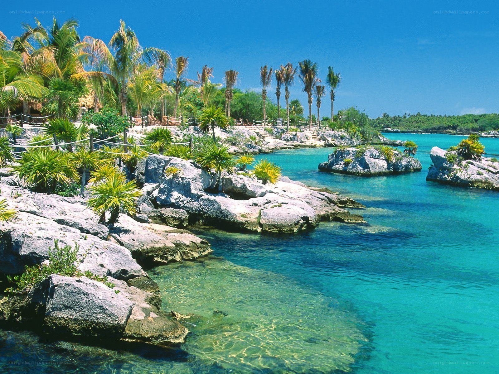 tropical beach with palm trees