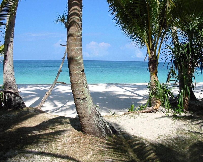 tropical beach with palm trees