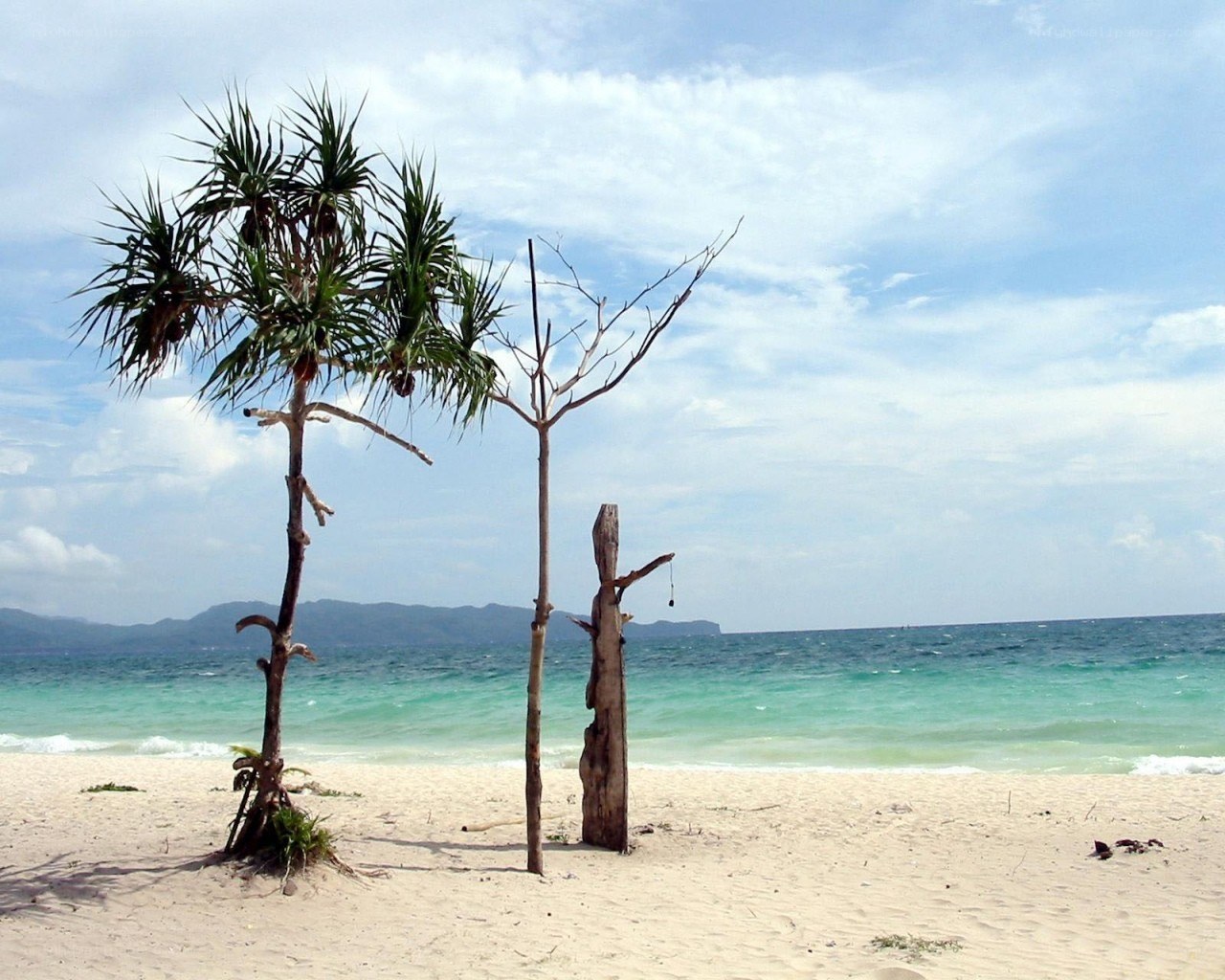 tropical beach with palm trees