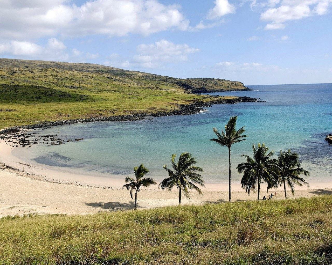 tropical beach with palm trees