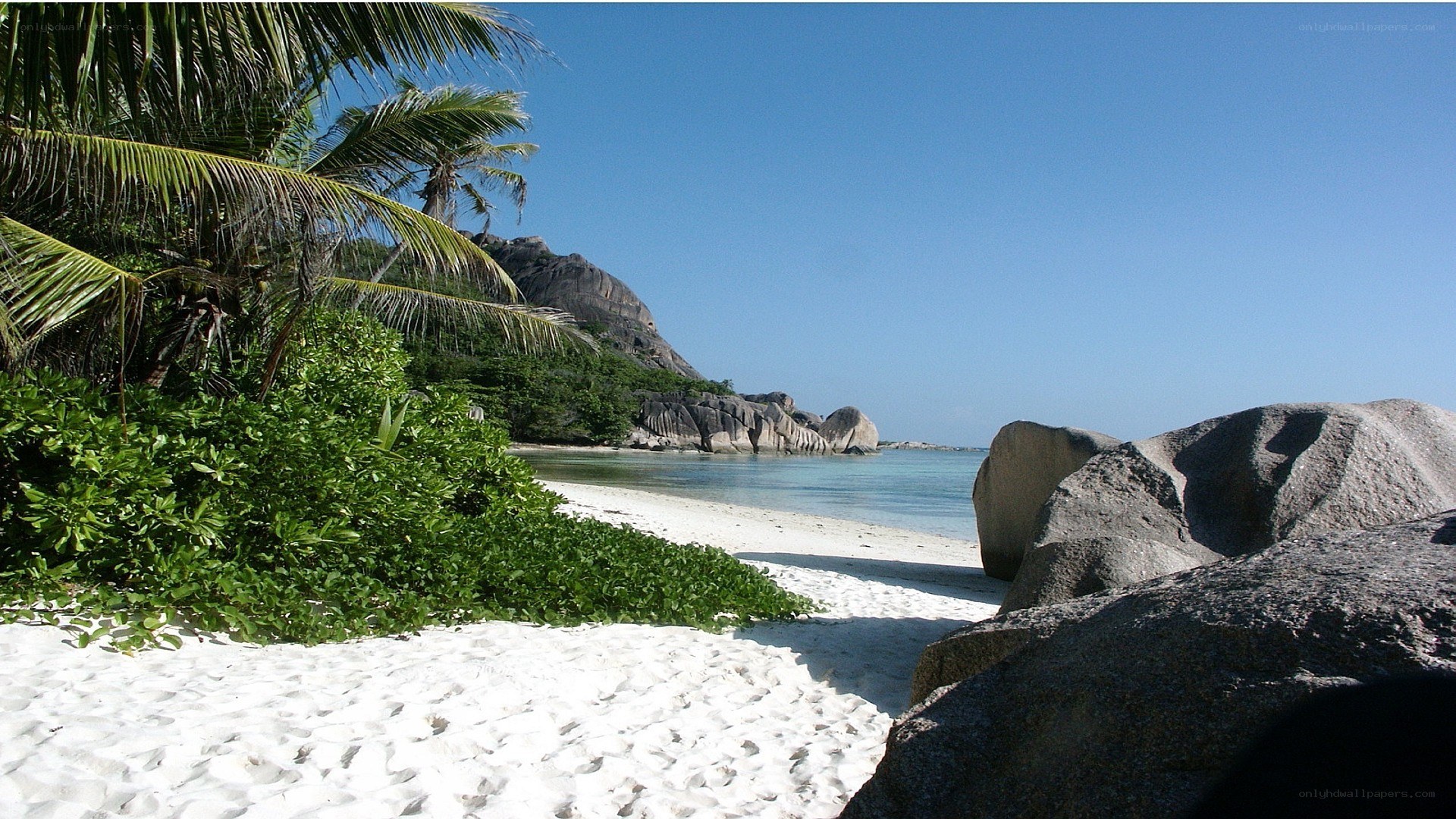 tropical beach with palm trees