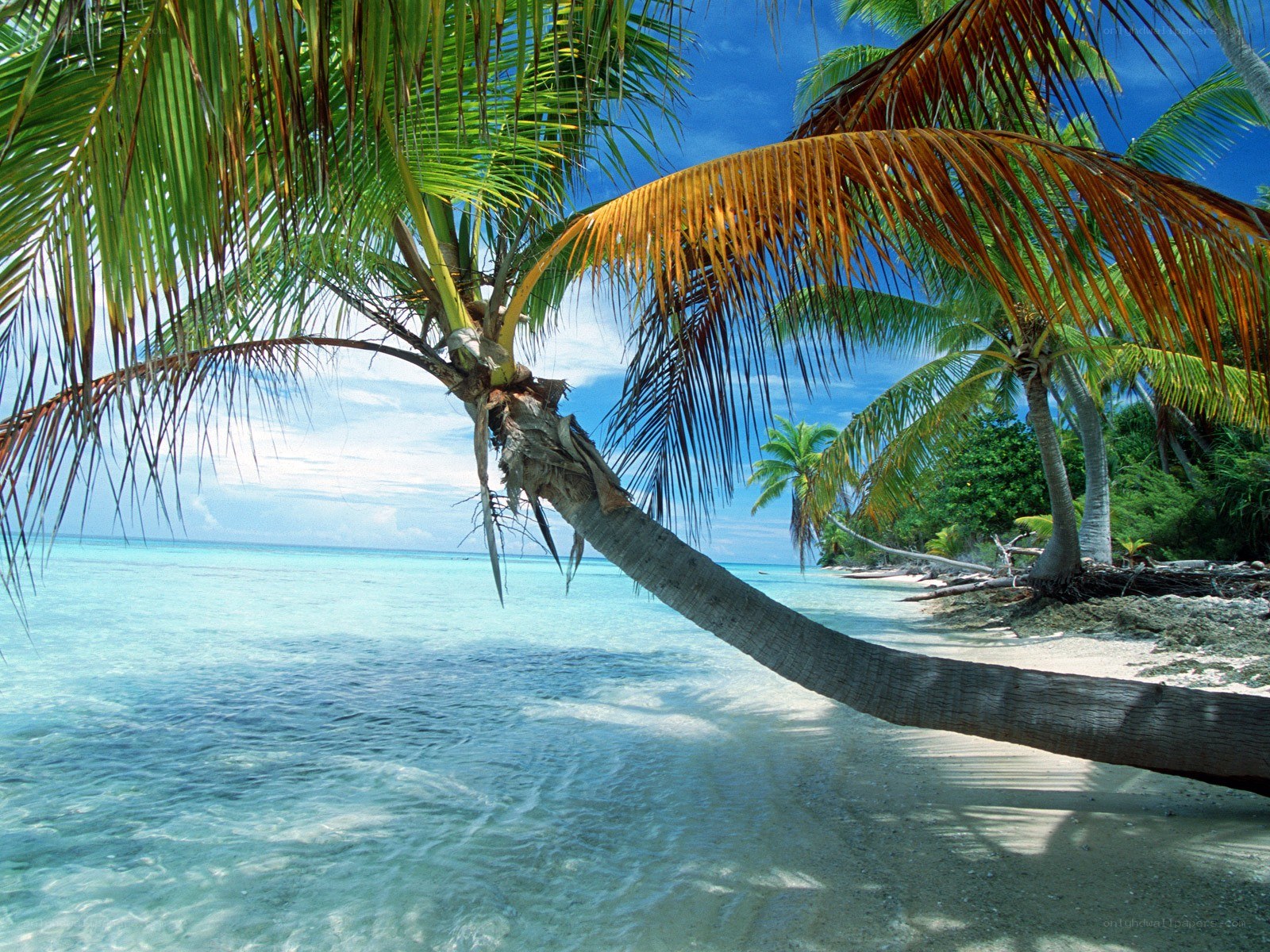 Tropical beach with palm trees