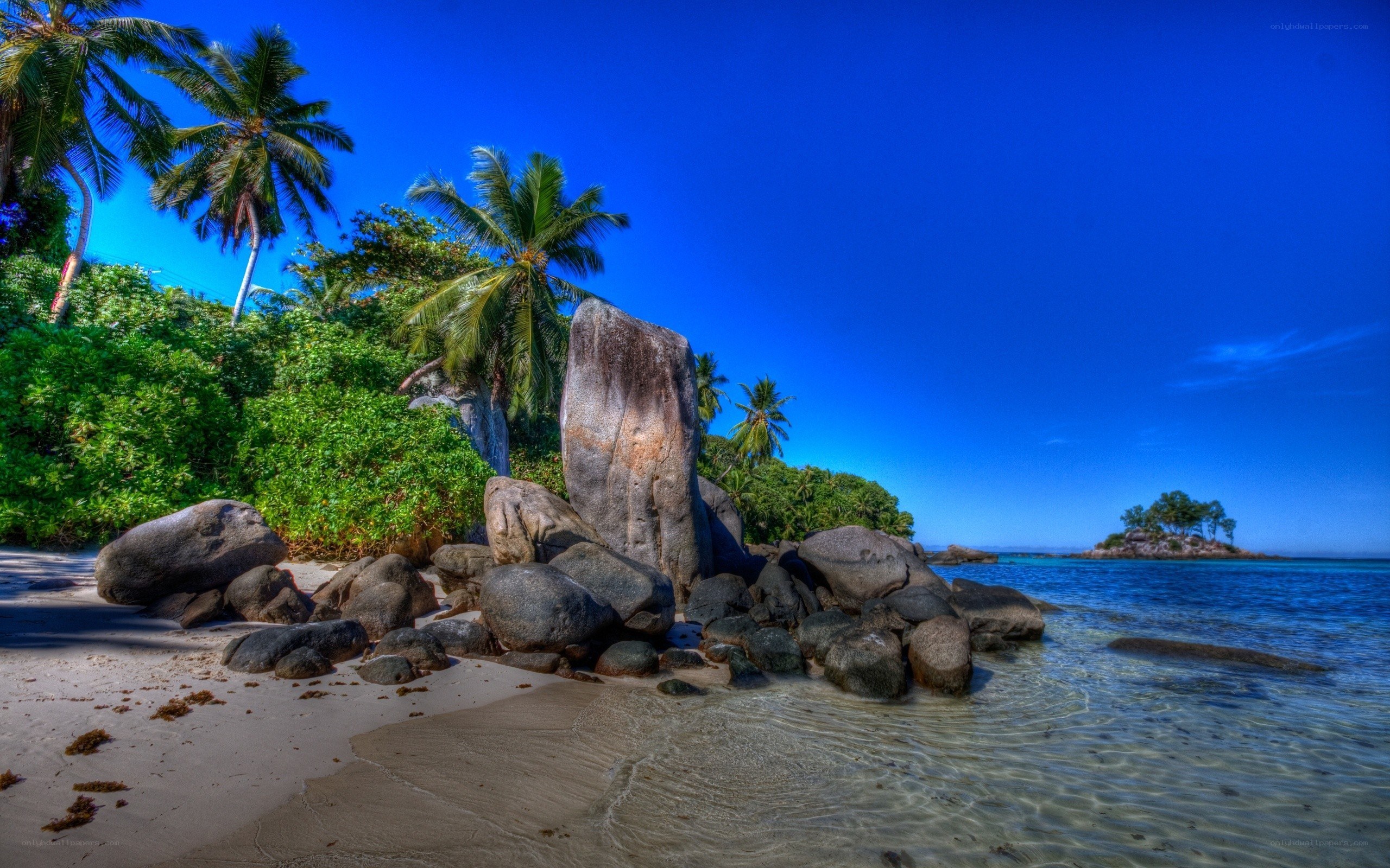 Tropical beach with palm trees
