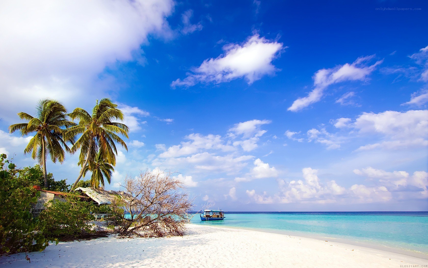 tropical beach with palm trees