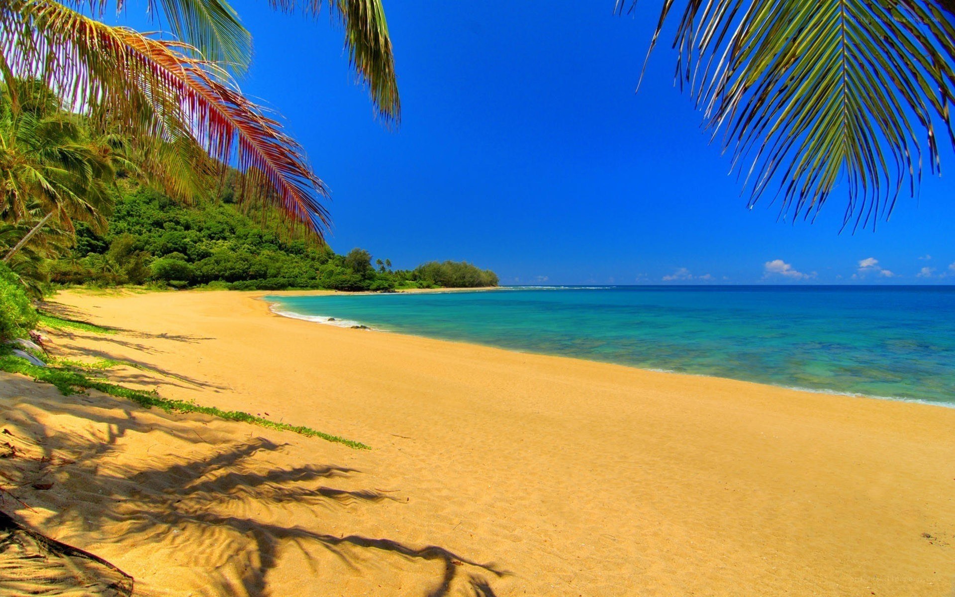 Tropical beach with palm trees