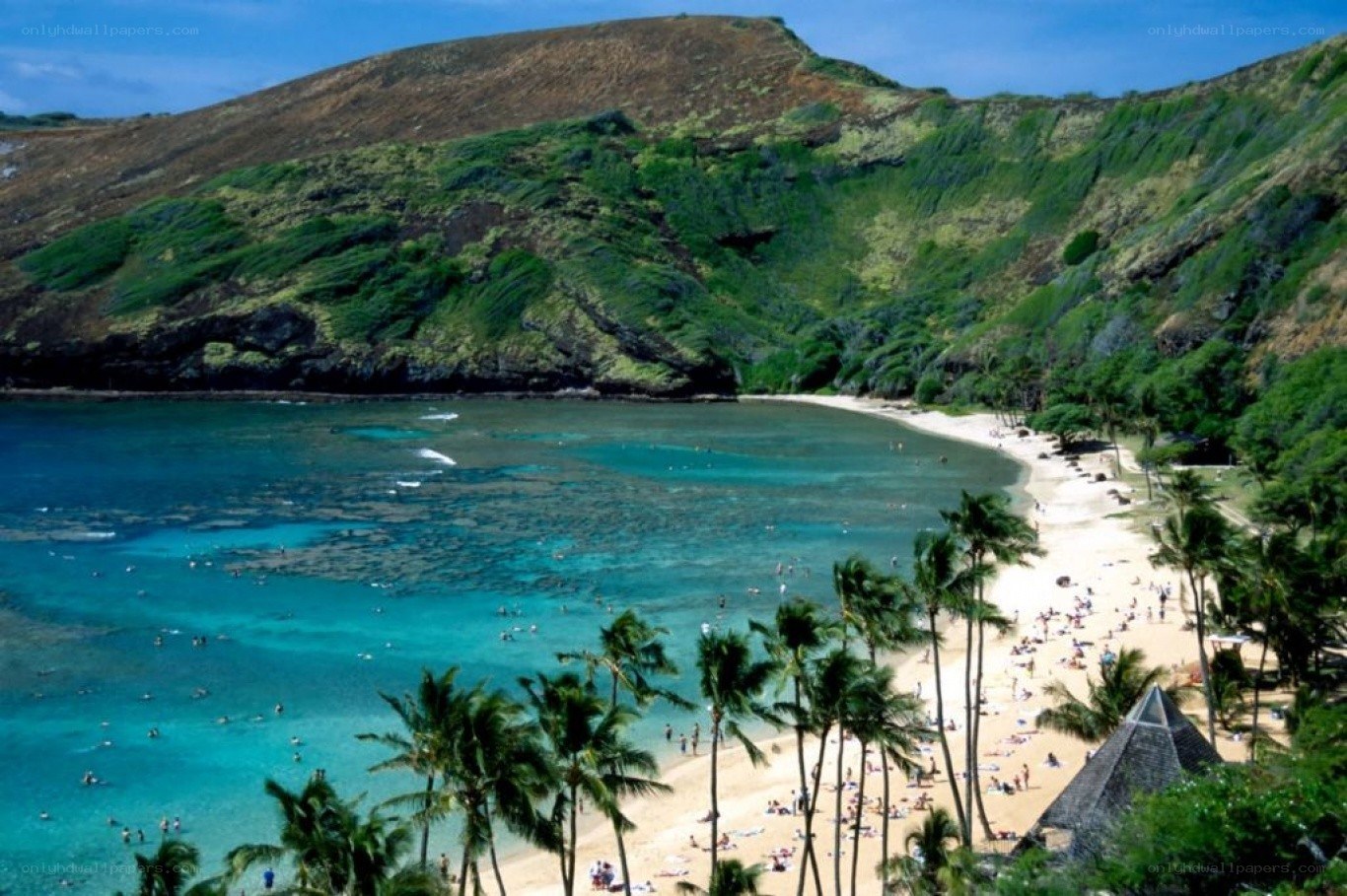 tropical beach with palm trees