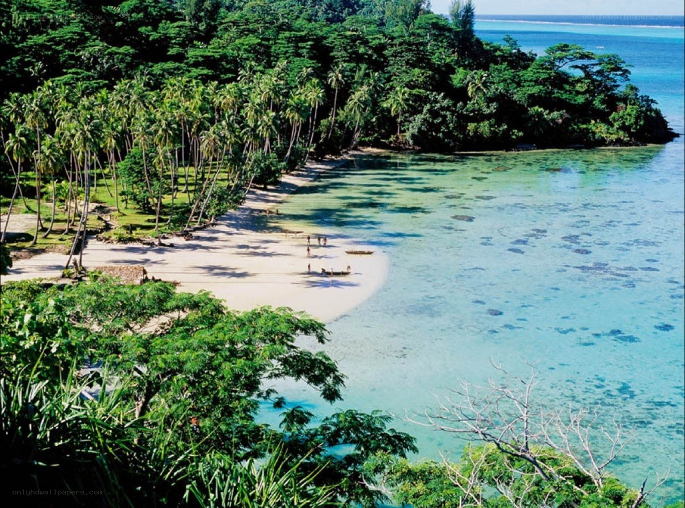 tropical beach with palm trees