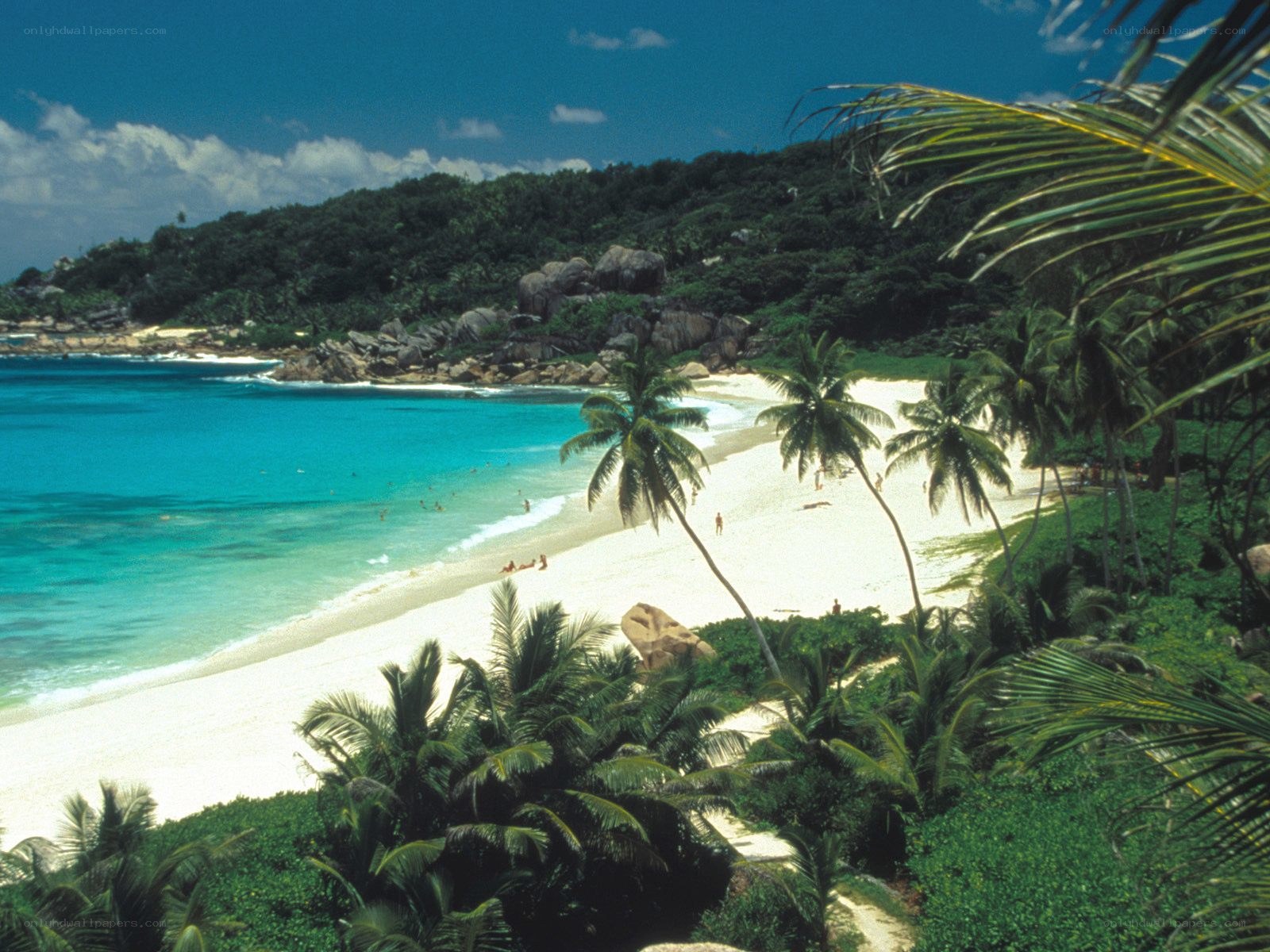 tropical beach with palm trees