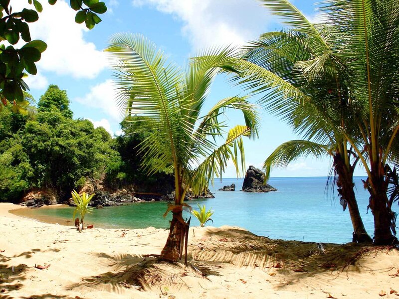 tropical beach with palm trees