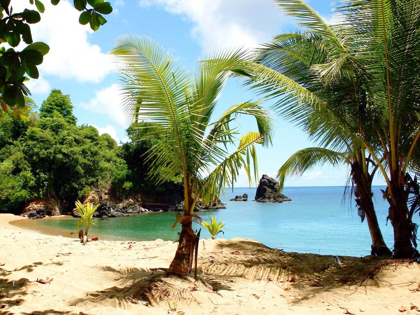 tropical beach with palm trees