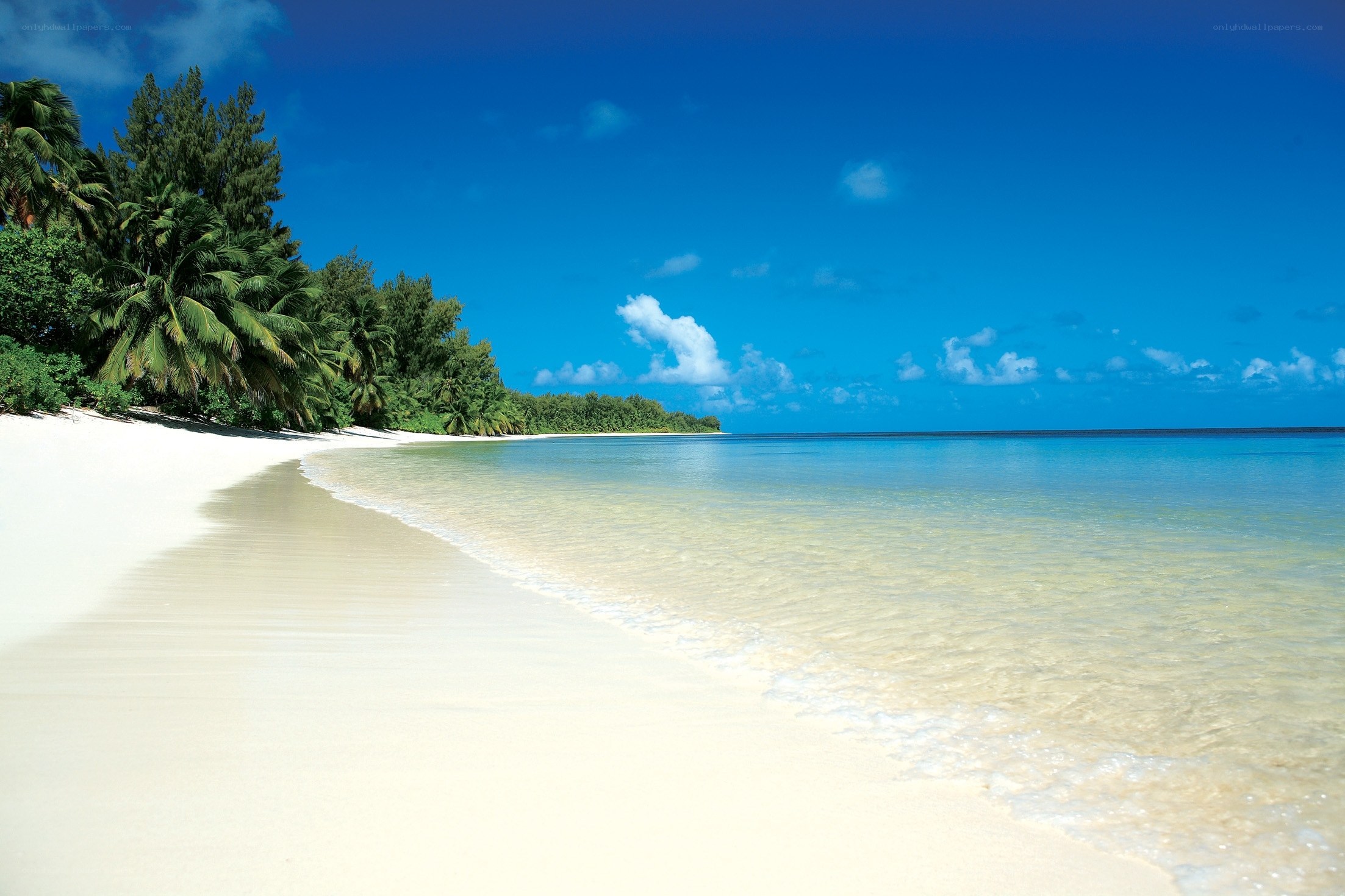 tropical beach with palm trees