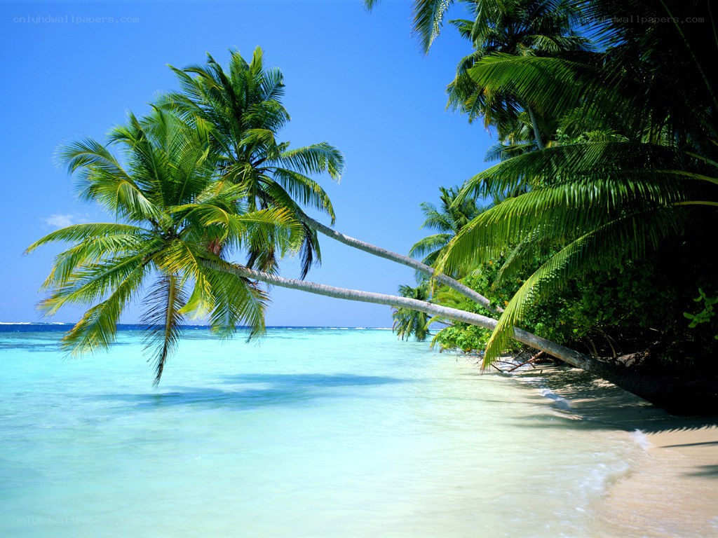 tropical beach with palm trees