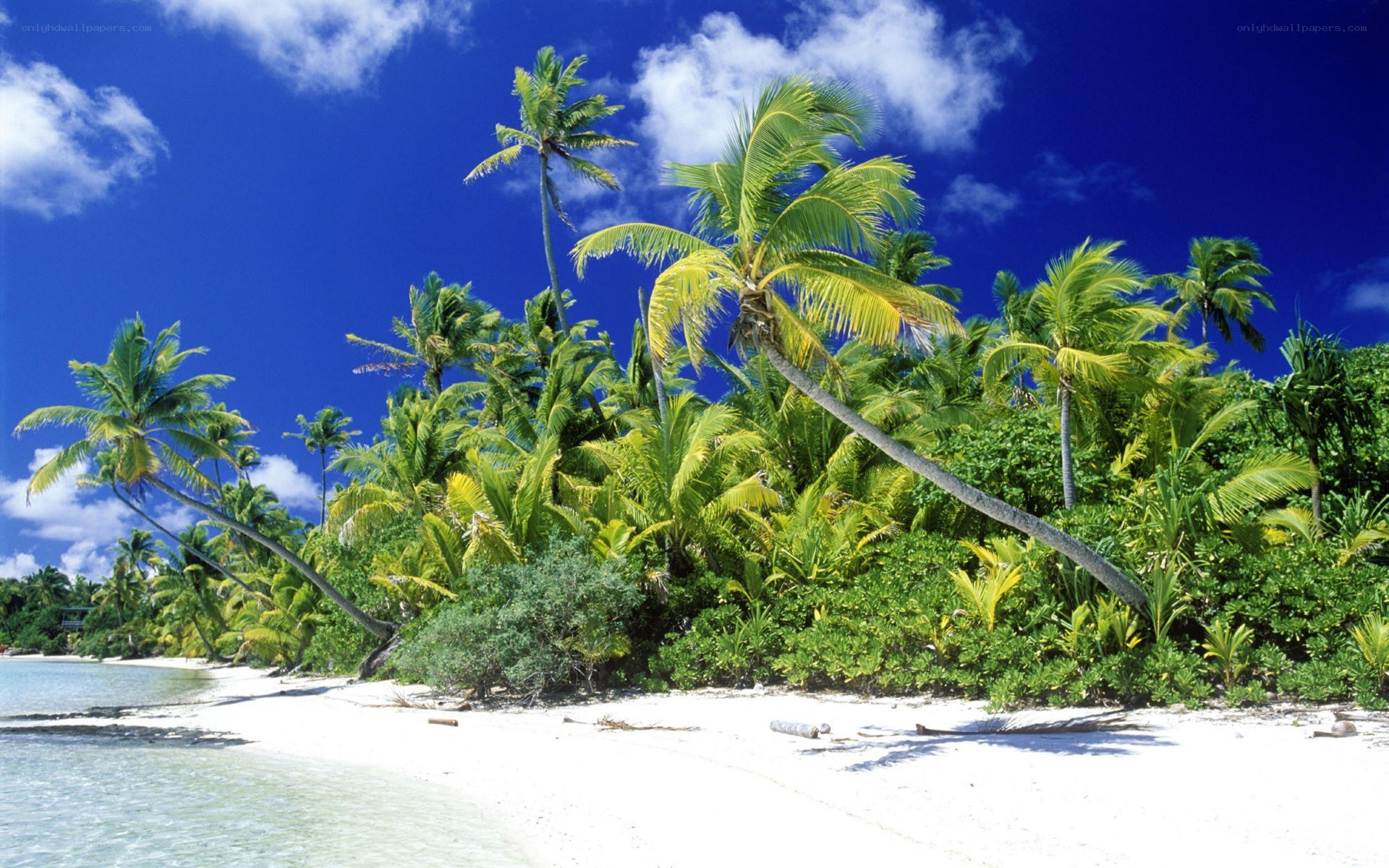 tropical beach with palm trees