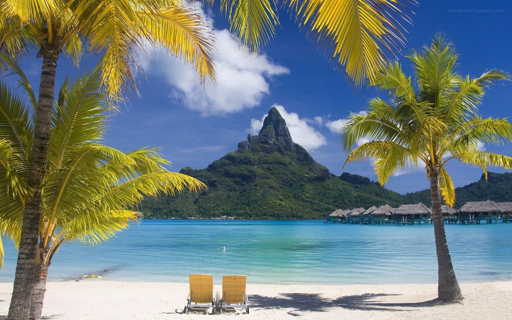Tropical beach with palm trees