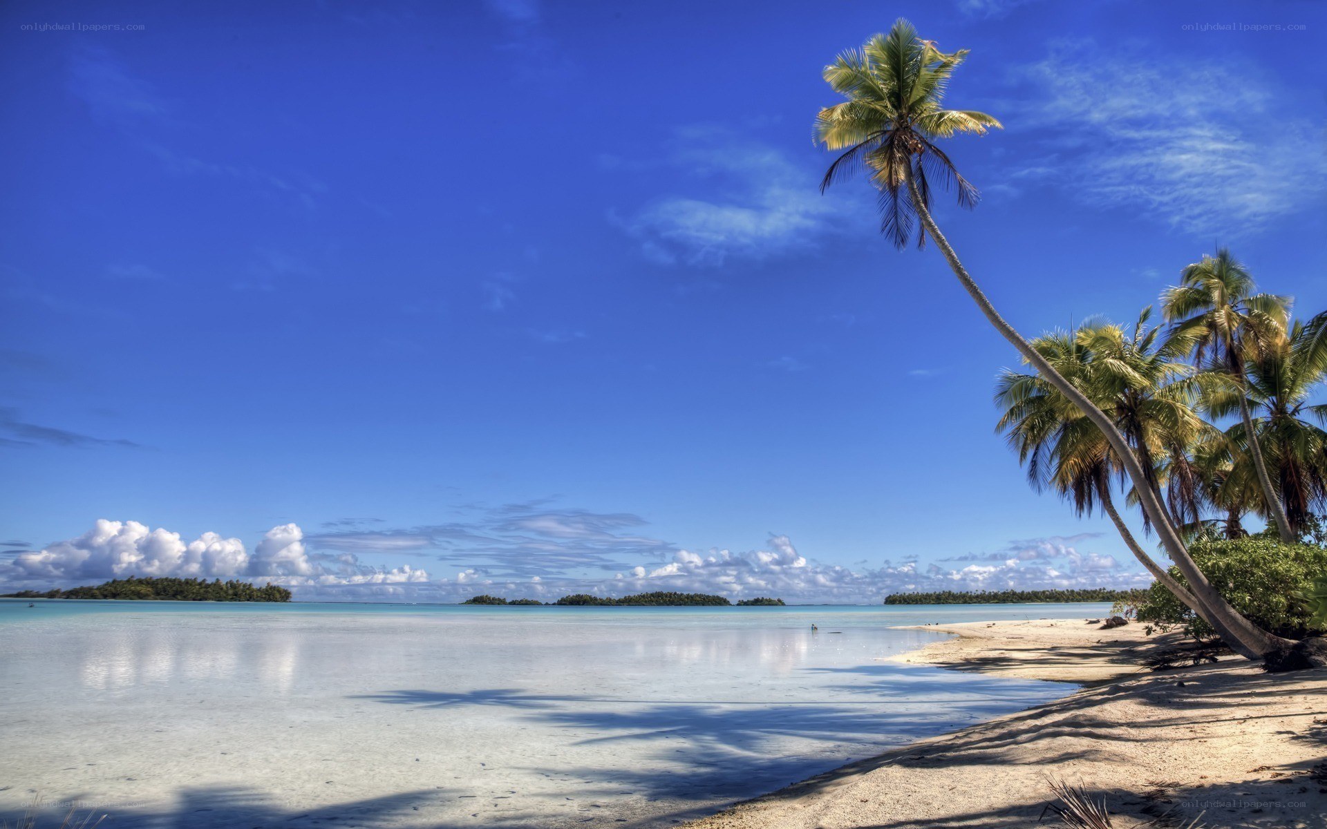 tropical beach with palm trees