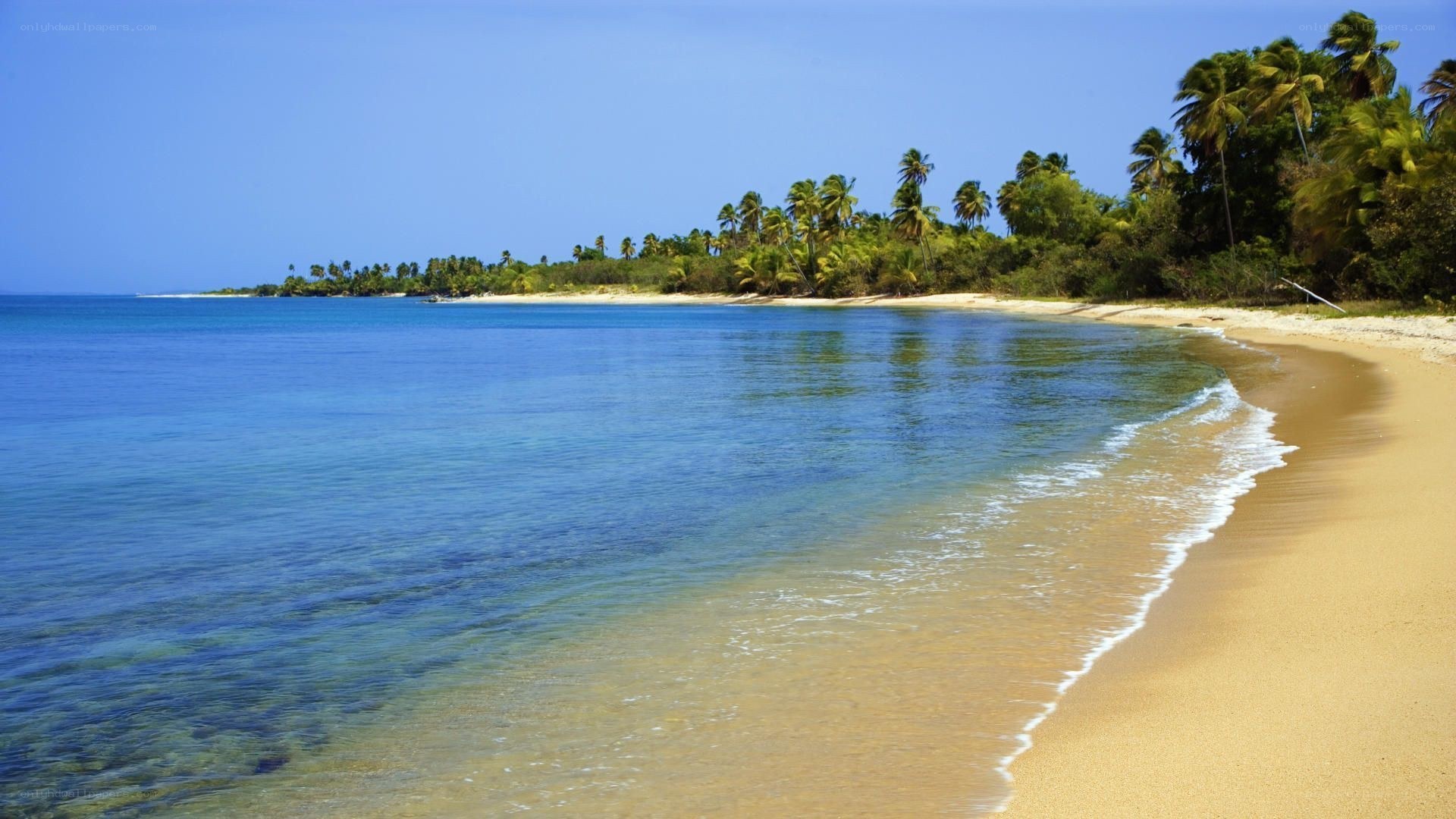 tropical beach with palm trees