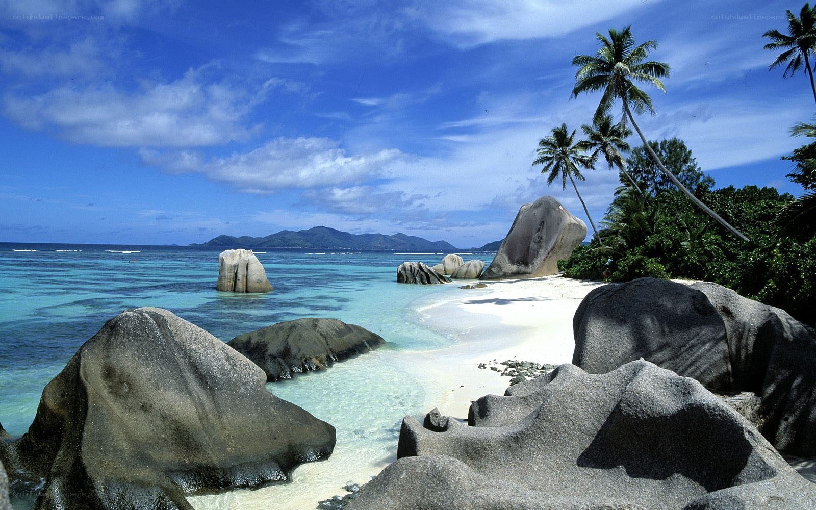 tropical beach with palm trees
