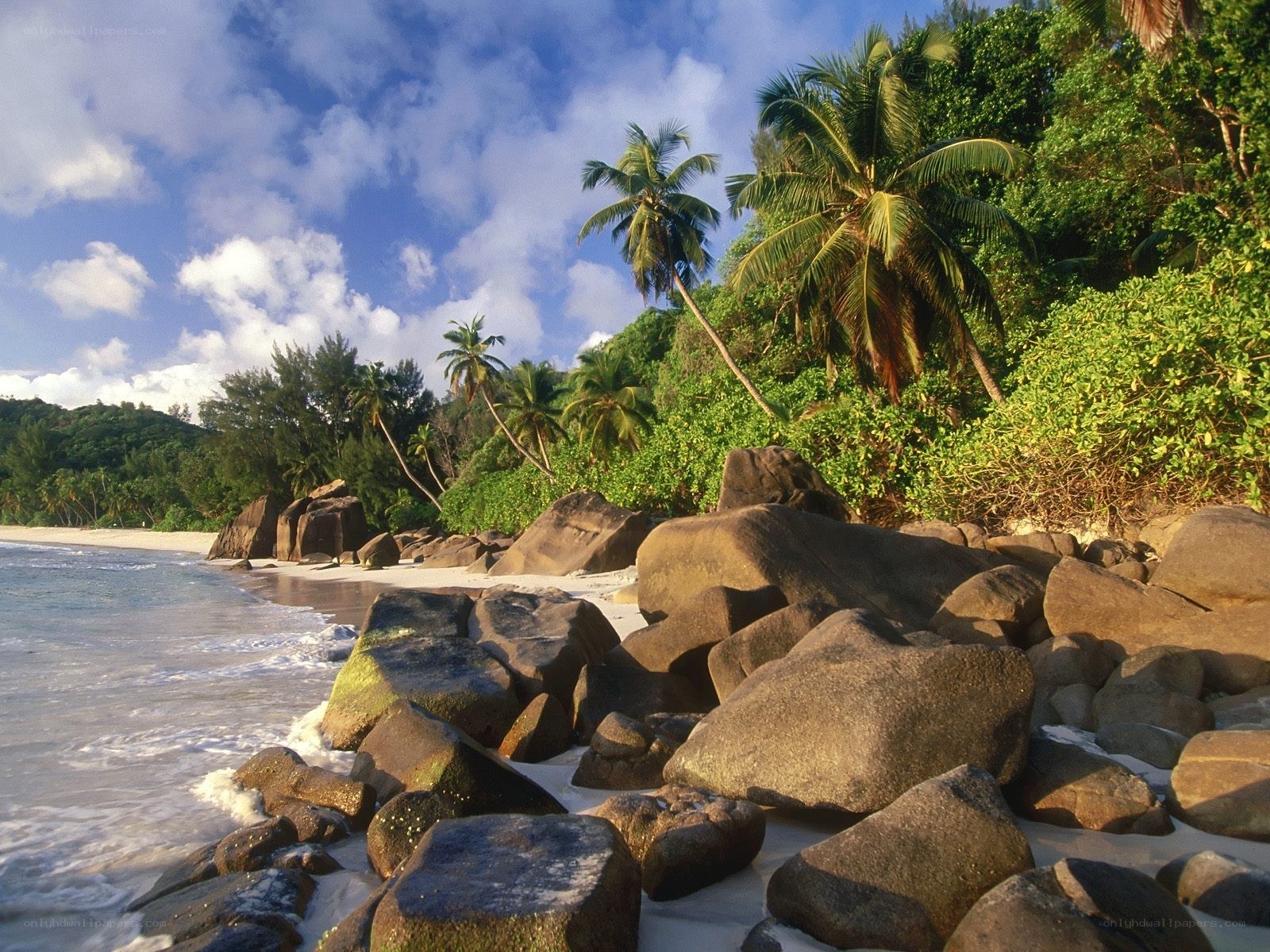 tropical beach with palm trees