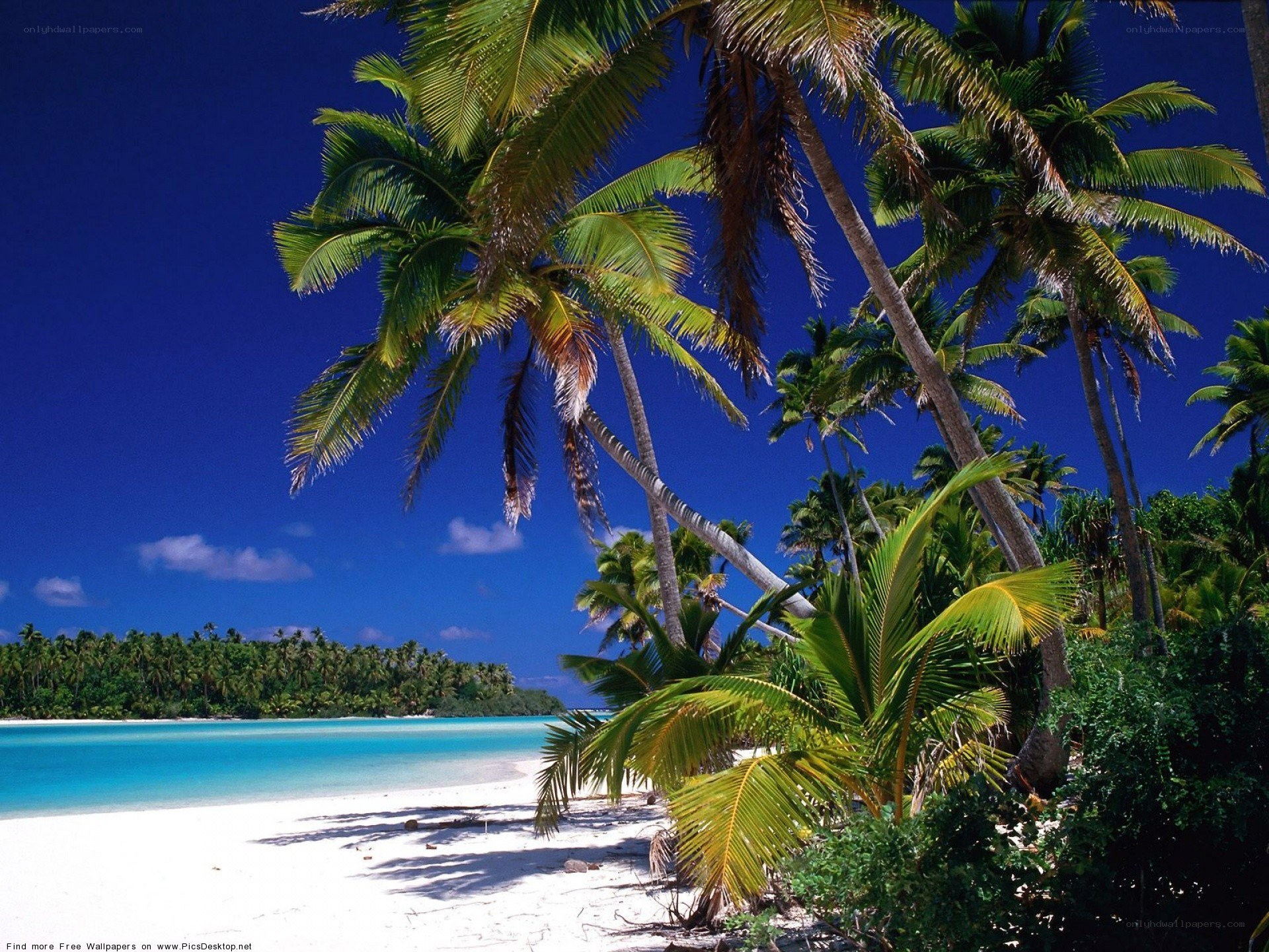 tropical beach with palm trees