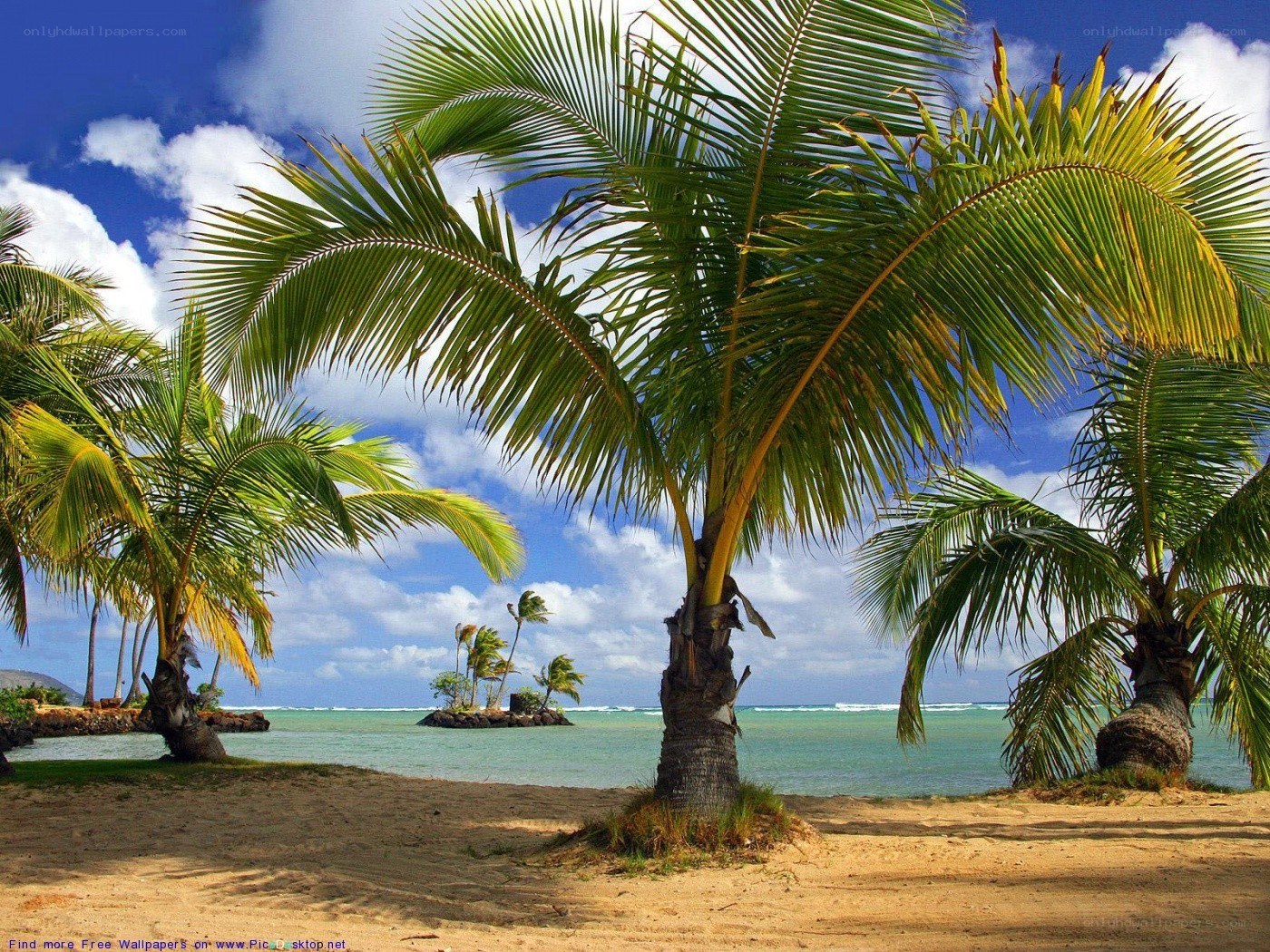 Tropical beach with palm trees