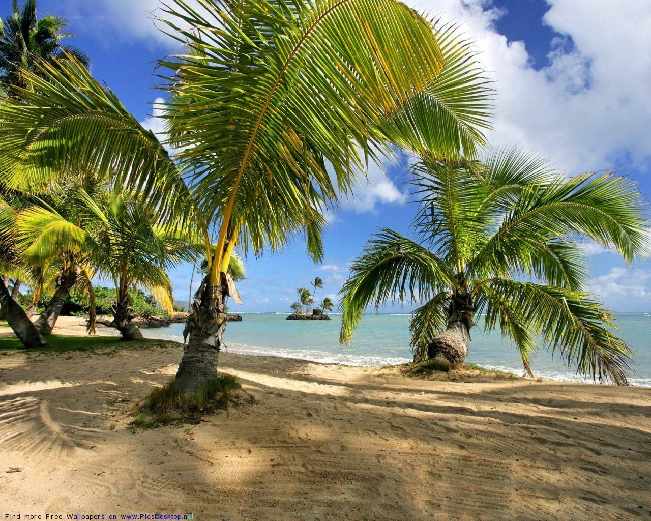 tropical beach with palm trees