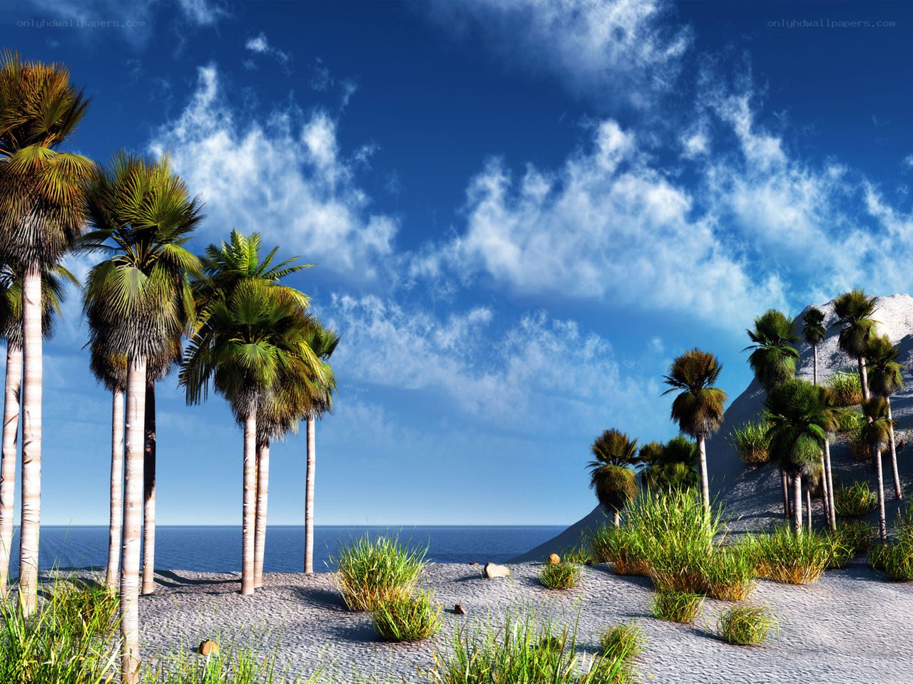 Tropical beach with palm trees