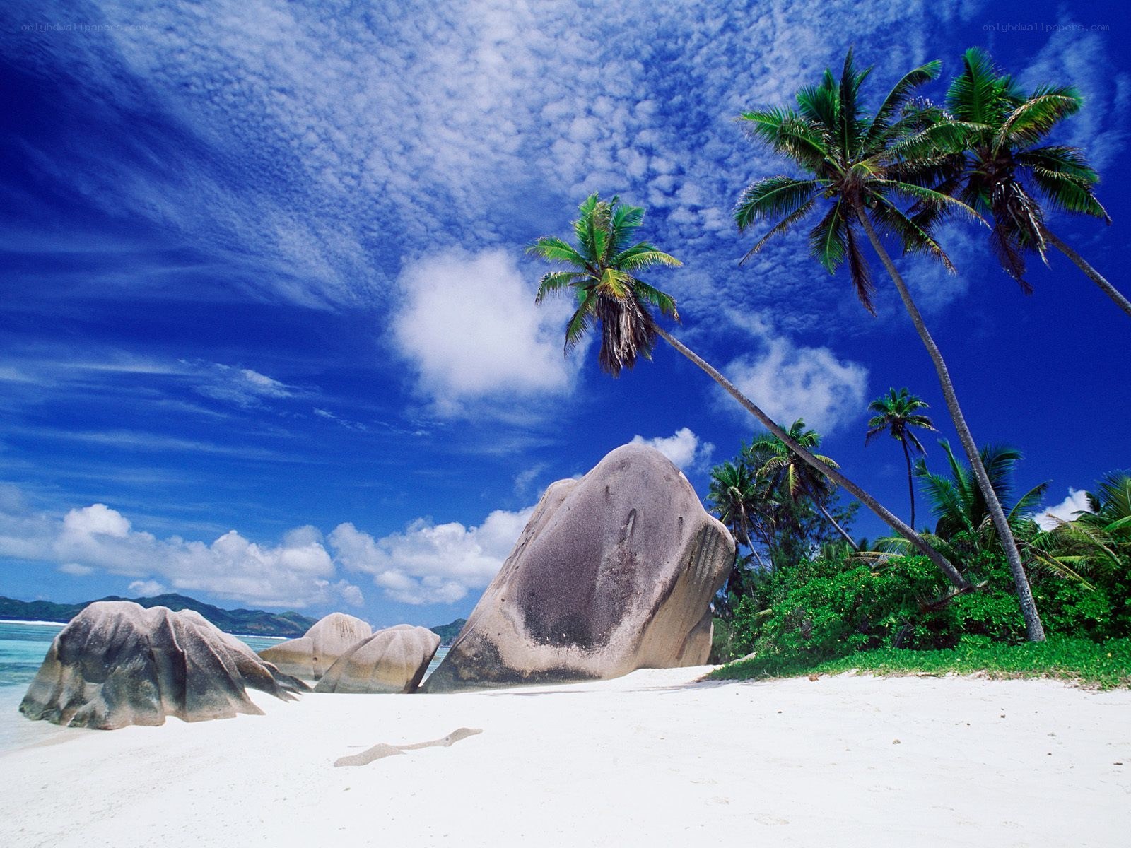tropical beach with palm trees