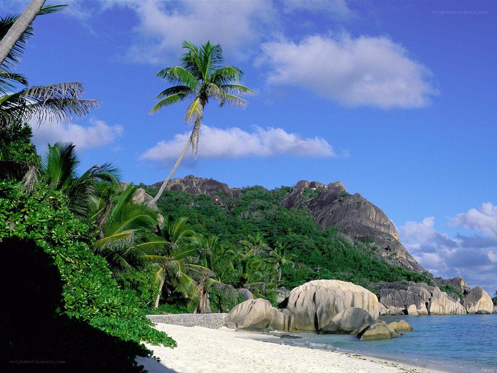 tropical beach with palm trees