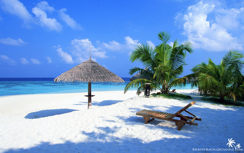 tropical beach with palm trees