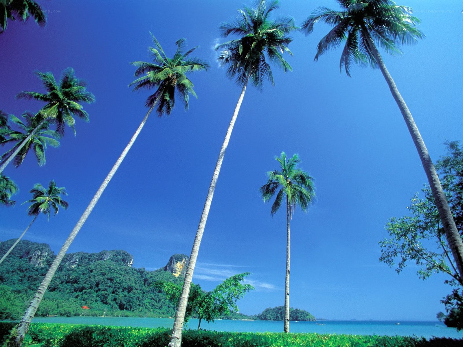 tropical beach with palm trees