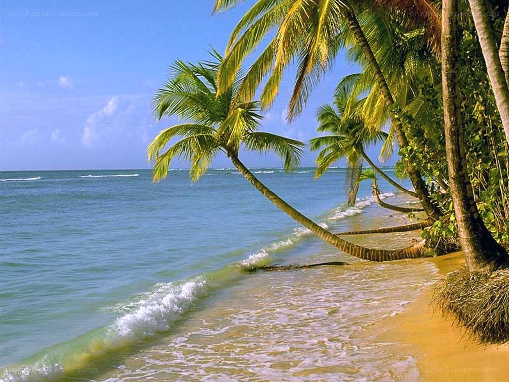 tropical beach with palm trees