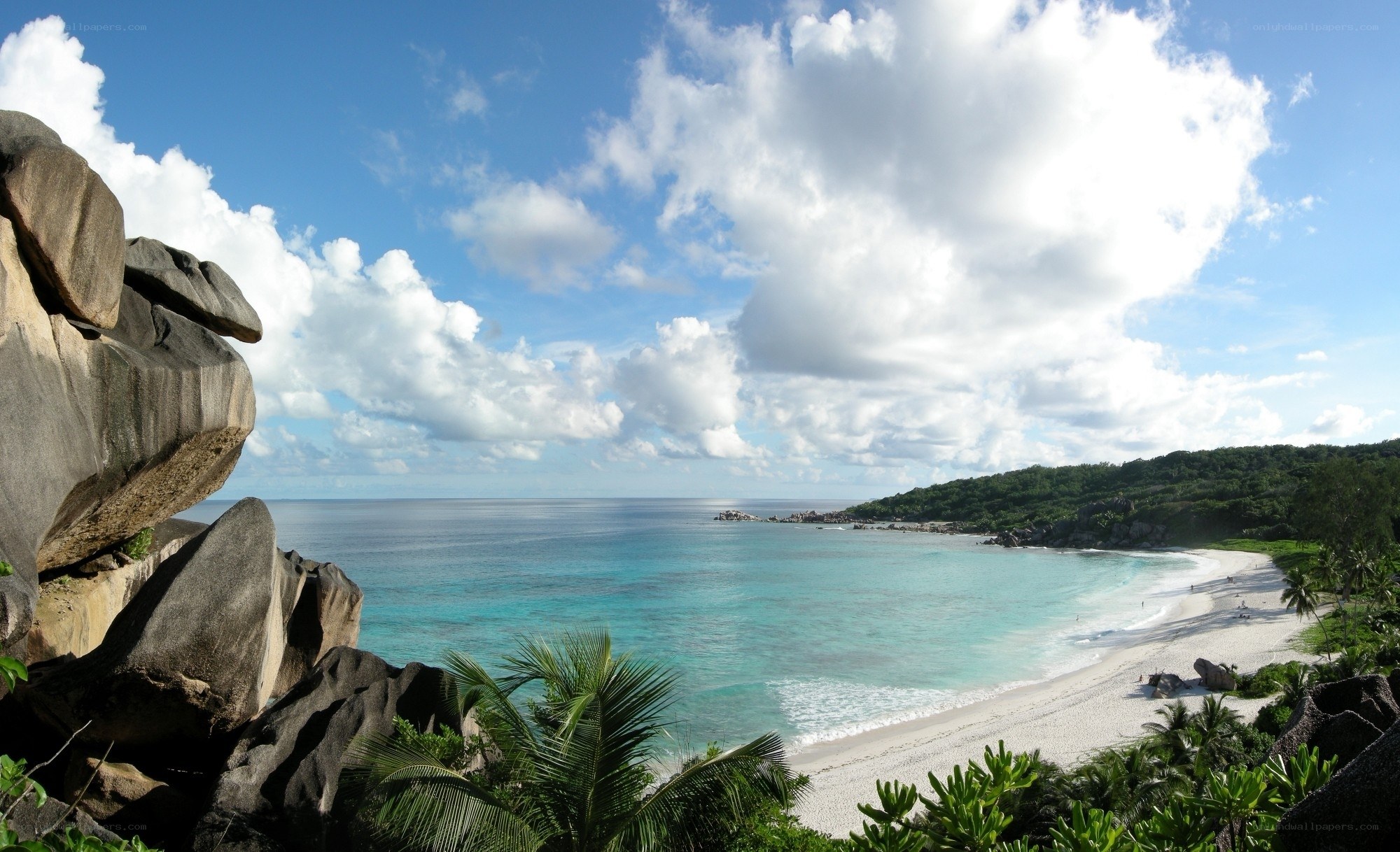 tropical beach with palm trees