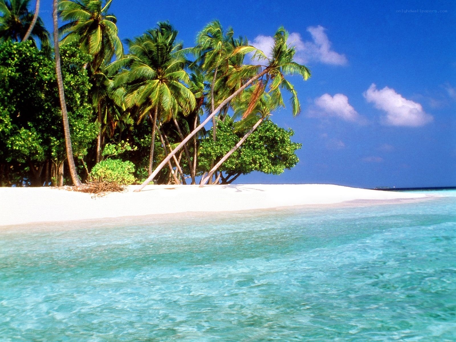tropical beach with palm trees