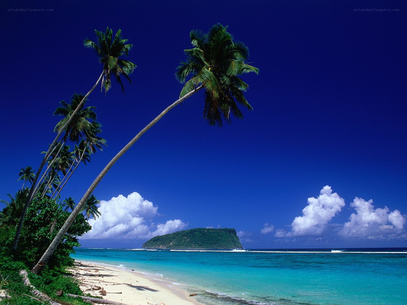 Tropical beach with palm trees