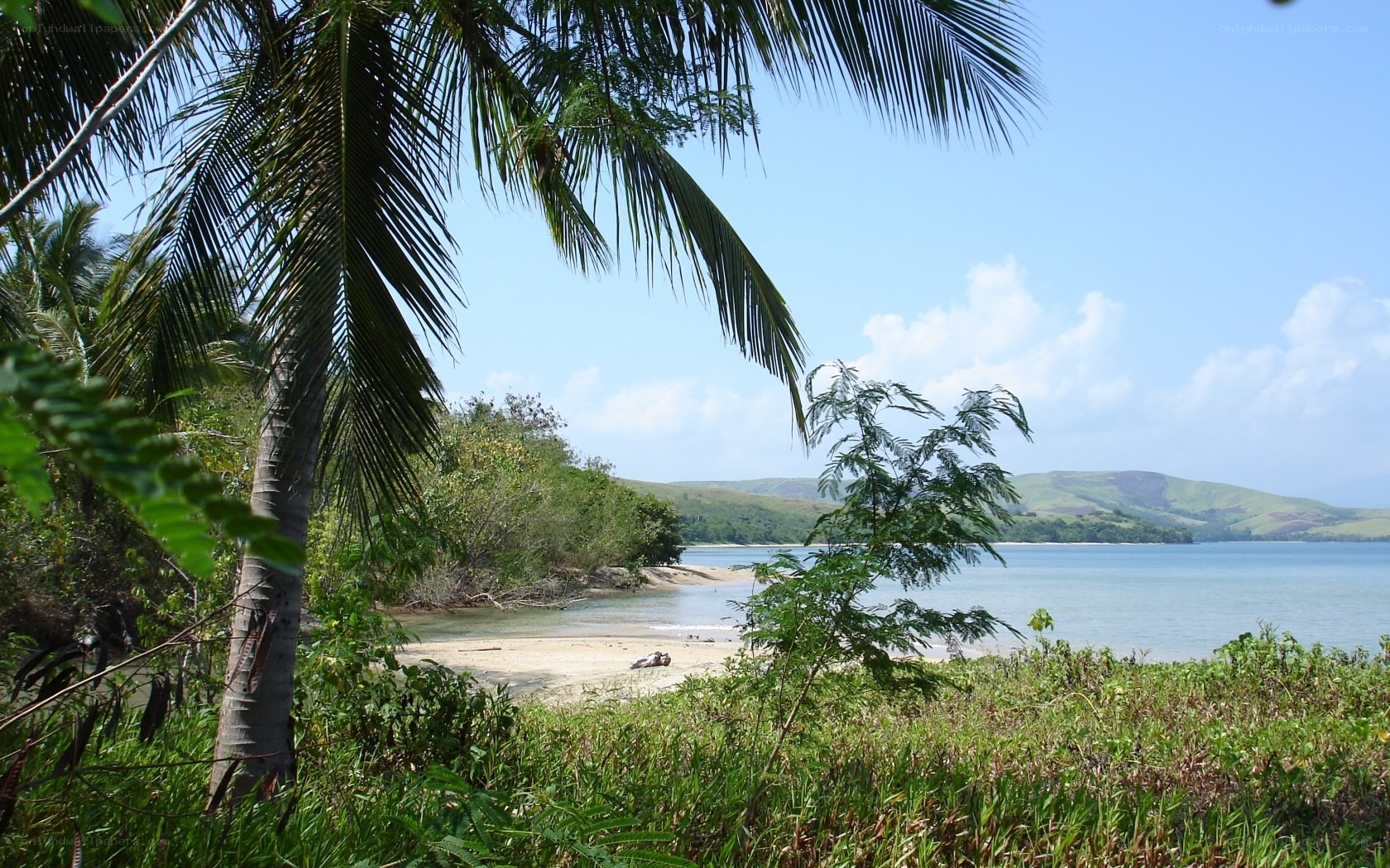 tropical beach with palm trees