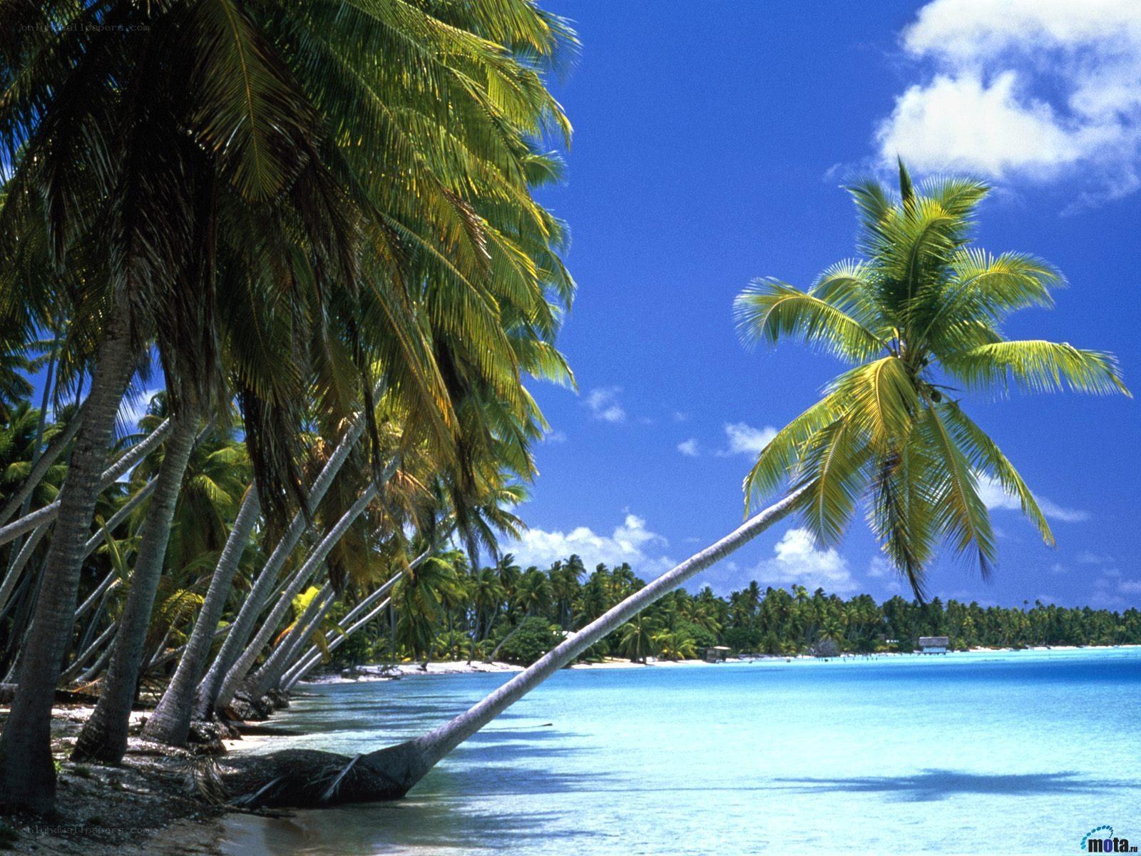 Tropical beach with palm trees