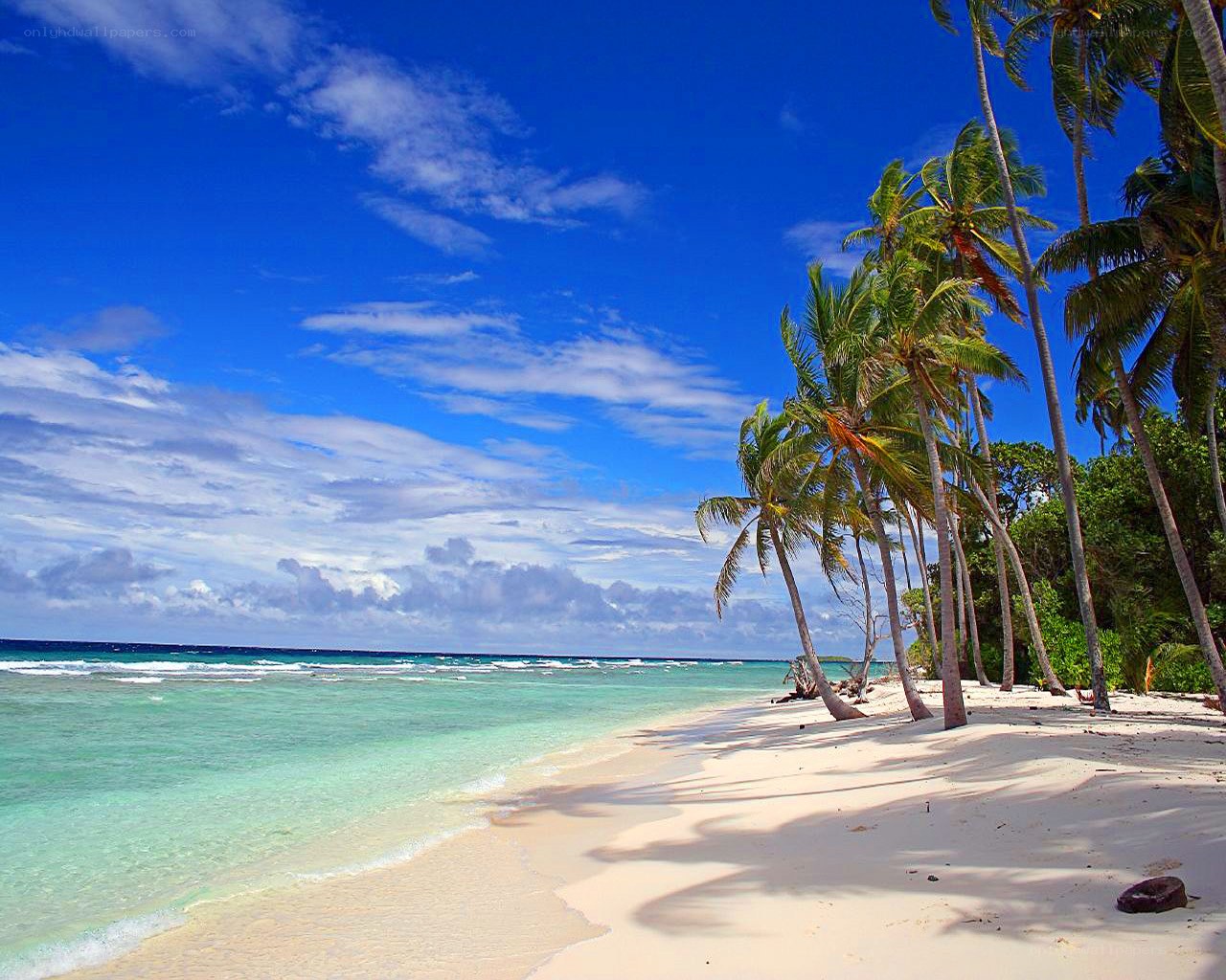 tropical beach with palm trees
