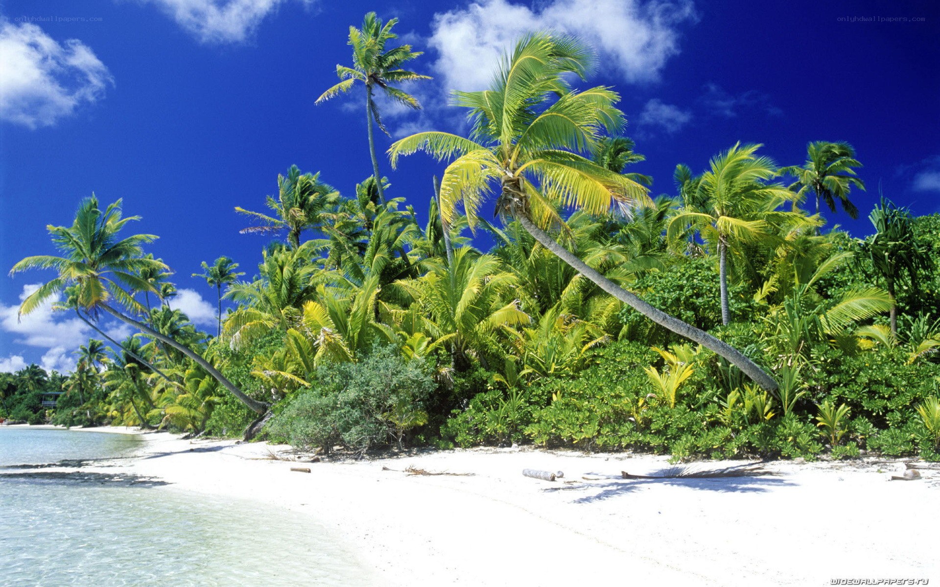 tropical beach with palm trees