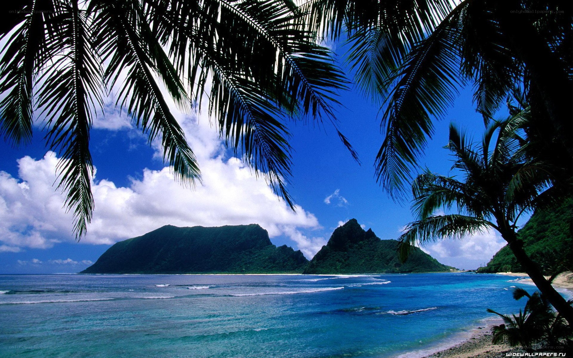 tropical beach with palm trees