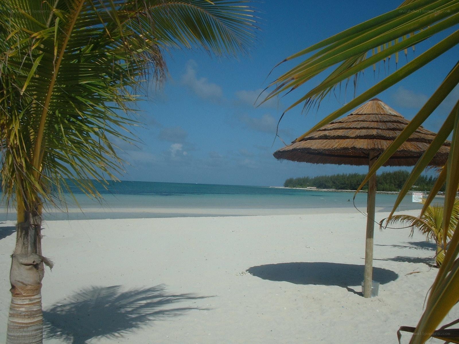 tropical beach with palm trees