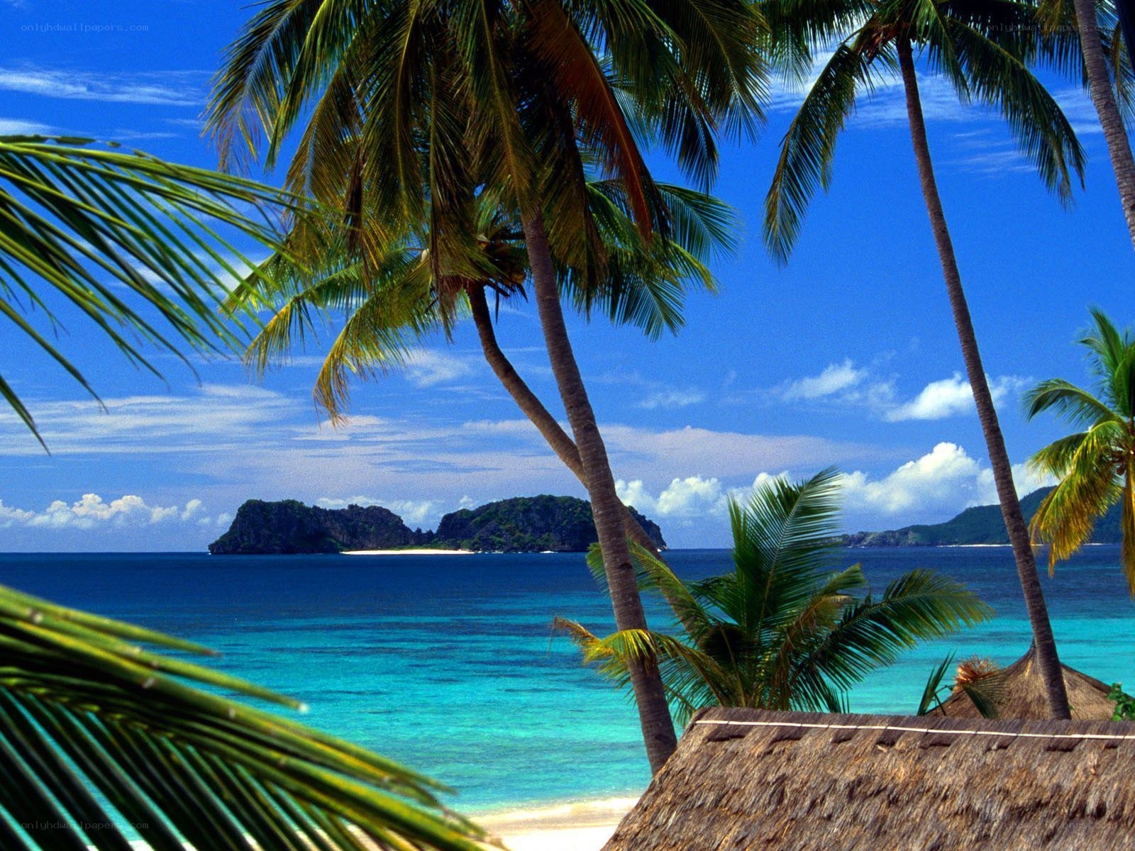 tropical beach with palm trees
